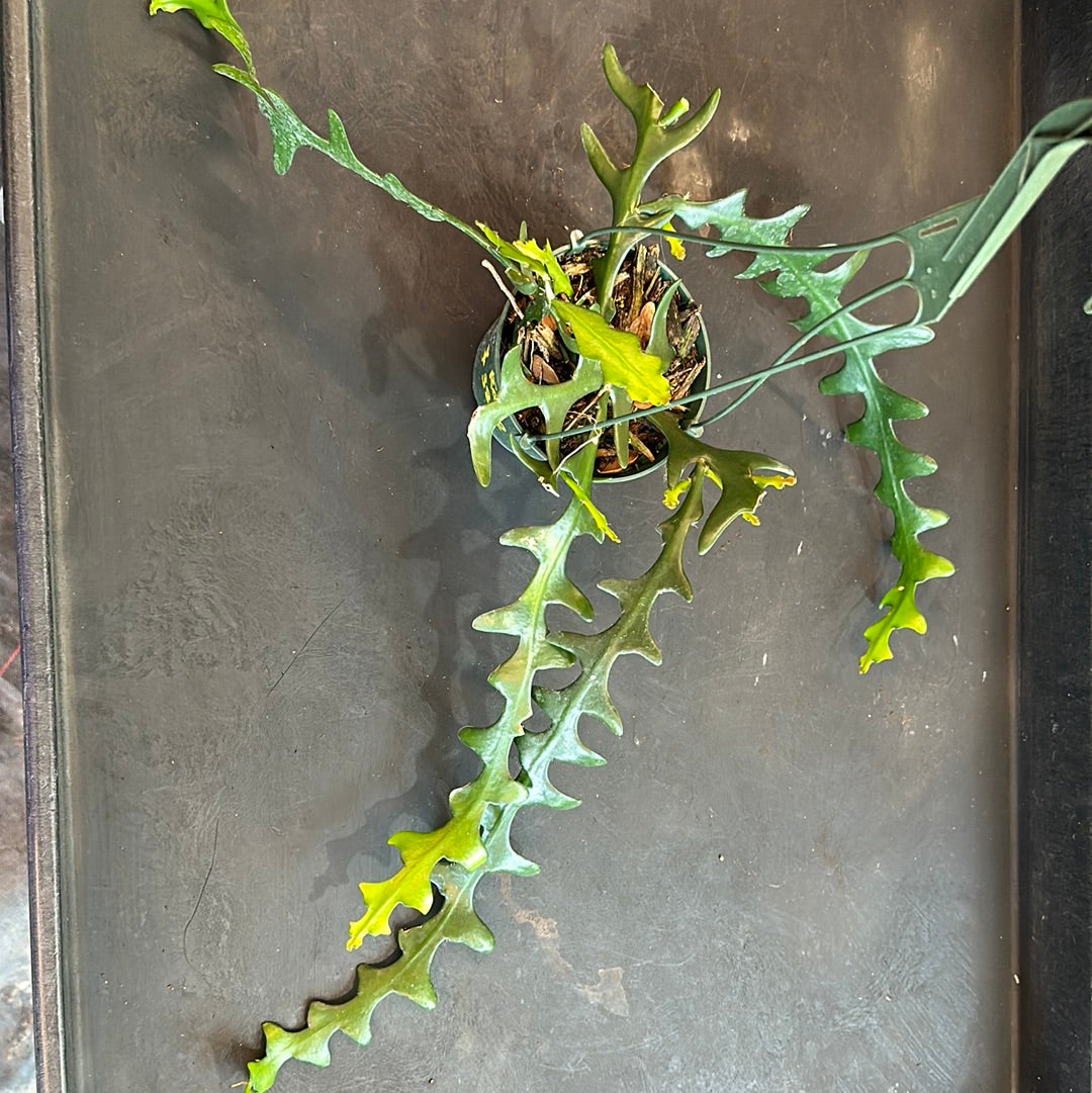 Epiphyllum Anguliger aka Ric Rac or Fishbone Cactus Christine's