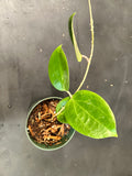Hoya Surigaoensis