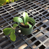 Hoya Erythrina’Bajo’