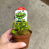 Venus Fly Trap Dome Pot