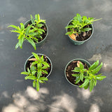 Nematanthus aka Goldfish Plant