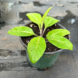 Gynura Procumbens aka Longevity Spinach