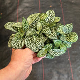 White Fittonia
