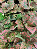 Red Fittonia