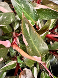 Philodendron Pink Princess