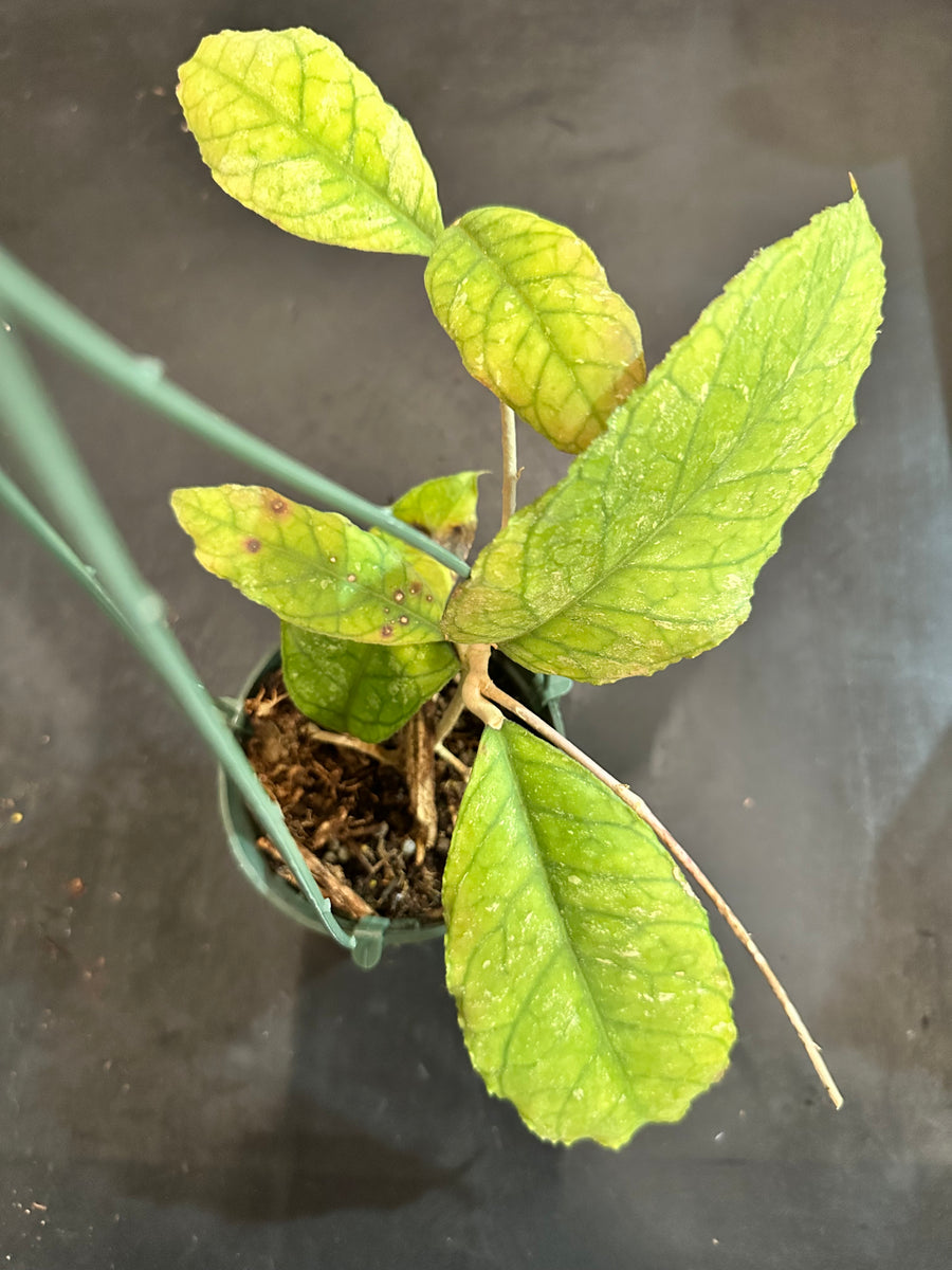 Hoya Chicken Farm F1 - GrogensGarden