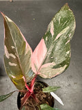 Philodendron Pink Princess
