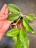 Hoya Arnottiana