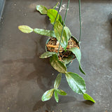 Rhipsalis 'Crispata' Cactus