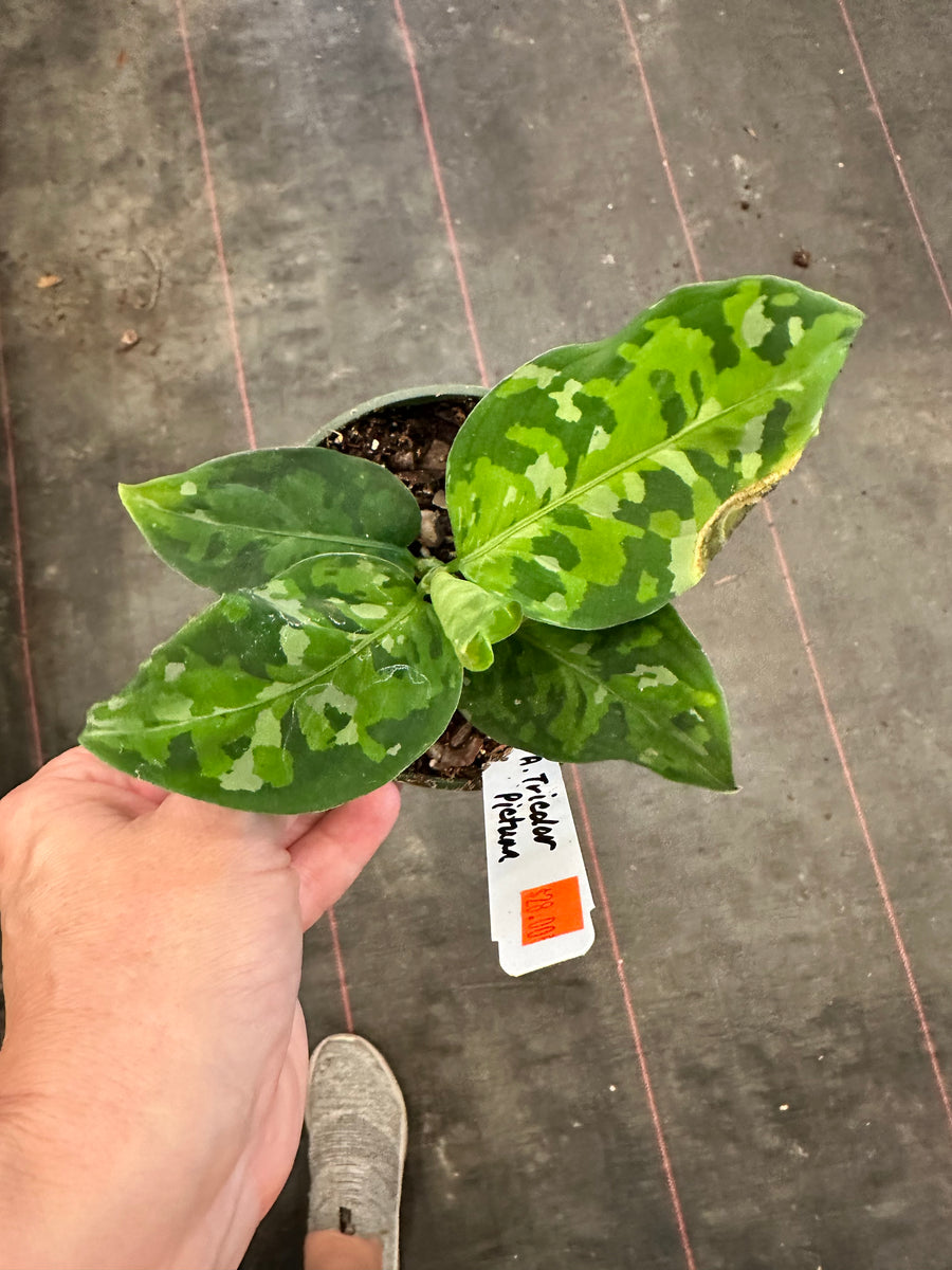 Aglaonema Pictum Tricolor – Christine's Tropical & Exotic Plants