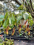Nepenthes Alata aka Carnivorous Pitcher Plant in a 6” hanging basket