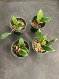 Hoya Verticillata ‘white margins’