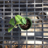 Hoya Erythrina’Bajo’