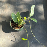 Hoya Verticillata "white margins" aka (albo marginata)
