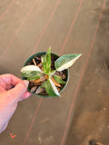 White Wizard Philodendron