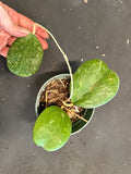 Hoya Michele