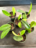 Hoya Skinneriana “Dee’s Big One”
