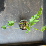 Philodendron Mayoi