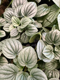 Peperomia ‘Watermelon’