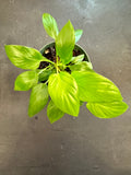 Reverted Homalomena Rubescens Aurea