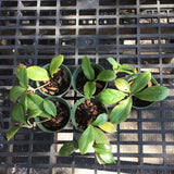 Hoya Erythrina’Bajo’