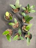 Hoya EPC 301 ‘black leaf’