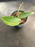 Hoya Polystacha