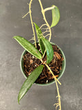 Hoya SR 2007-13