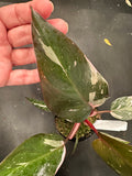 Philodendron Pink Princess