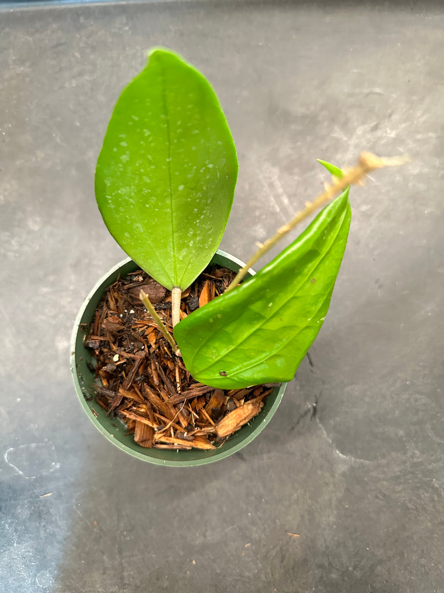 Hoya EPC 209 NRT-1 – Christine's Tropical & Exotic Plants