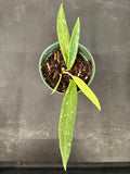 Hoya SR 2007-13
