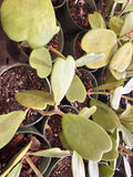 Hoya Kerrii