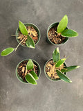Hoya Verticillata ‘white margins’