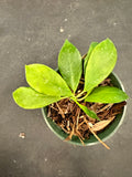 Hoya Obscura