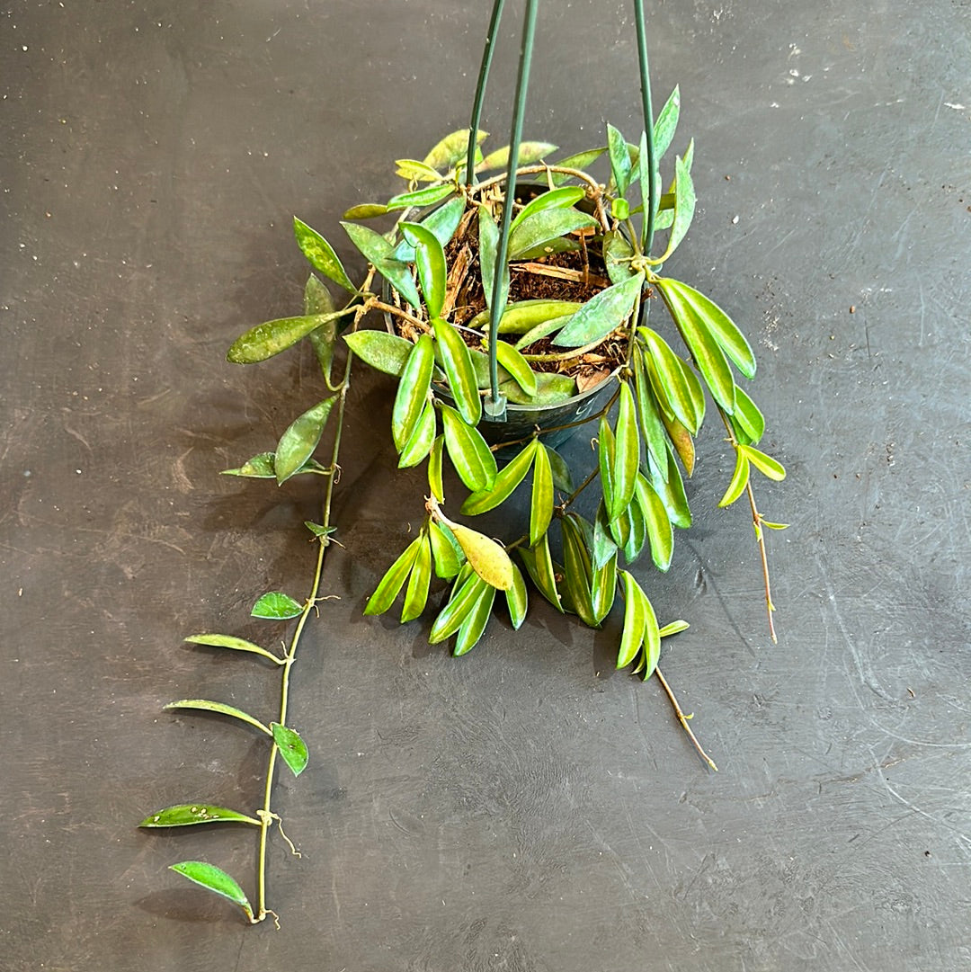 Hoya Mini Kentiana 'EPC 319' (hanging basket) – Christine's Hoya Mini Kentiana 'EPC 319' (hanging basket) – Christine's