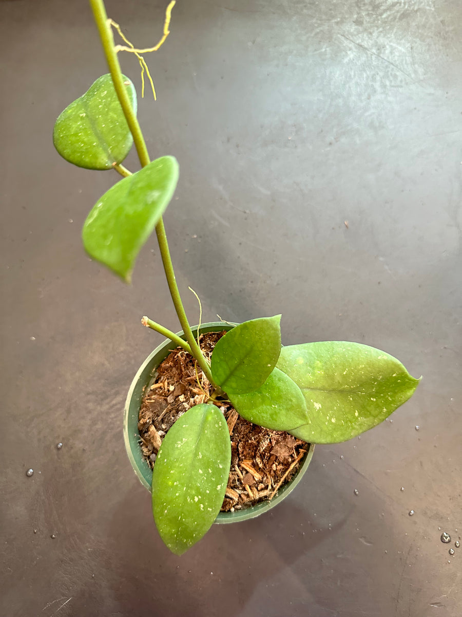 Hoya Diversifolia – Christine's Tropical & Exotic Plants