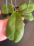 Hoya RB Dick (EPC 196) in a 4” hanging basket