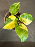 Philodendron Texas Jose Buono