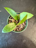 Hoya EPC 301 ‘black leaf’