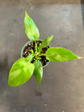 Reverted Homalomena Rubescens Aurea