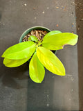 Philodendron ‘Selloum Gold’ aka Warscewiczii ‘Aurea’