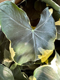 Alocasia ‘Mickey Mouse’ aka Xanthosoma sagittifolium 'Variegatum Monstrom'