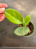 Hoya Skinneriana “Dee’s Big One”