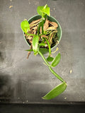 Vanilla Planifolia aka Vanilla Bean Orchid