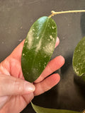 Hoya EPC 376 sp. LP 4 in a 5” Hanging Basket