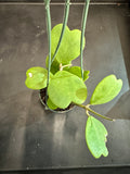 Hoya Kerrii in a hanging basket