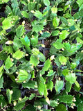 Schlumbergera truncata aka Thanksgiving Cactus 3"
