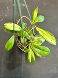 Hoya ‘Moonshadow’ Incrassata (hanging basket)