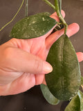 Hoya Diversifolia 5”hanging basket