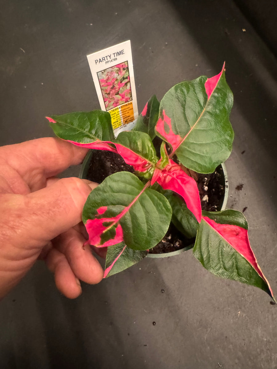 party time plant care indoor Alternanthera Ficoidea 'Party Time' – Christine's Tropical & Exotic Plants